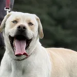Pies do adopcji