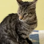Kot do adopcji