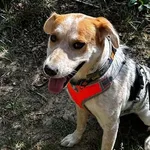 Pies do adopcji