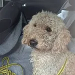 Pies do adopcji