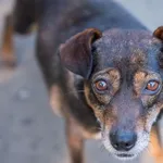 Pies do adopcji