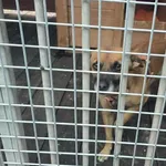 Pies do adopcji