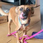 Pies do adopcji
