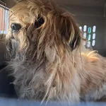 Pies do adopcji