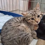 Kot do adopcji