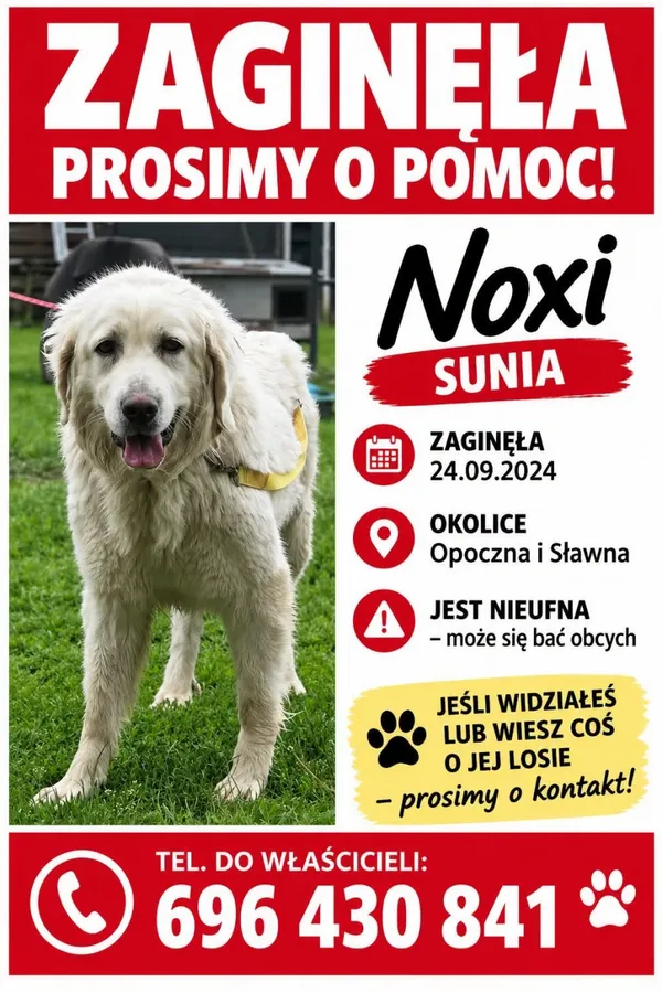 Zaginął pies, Łódź, 25 września 2026