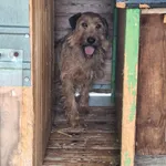 Pies do adopcji