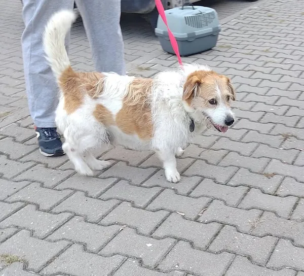 Znaleziono psa, Lublin, 25 września 2026