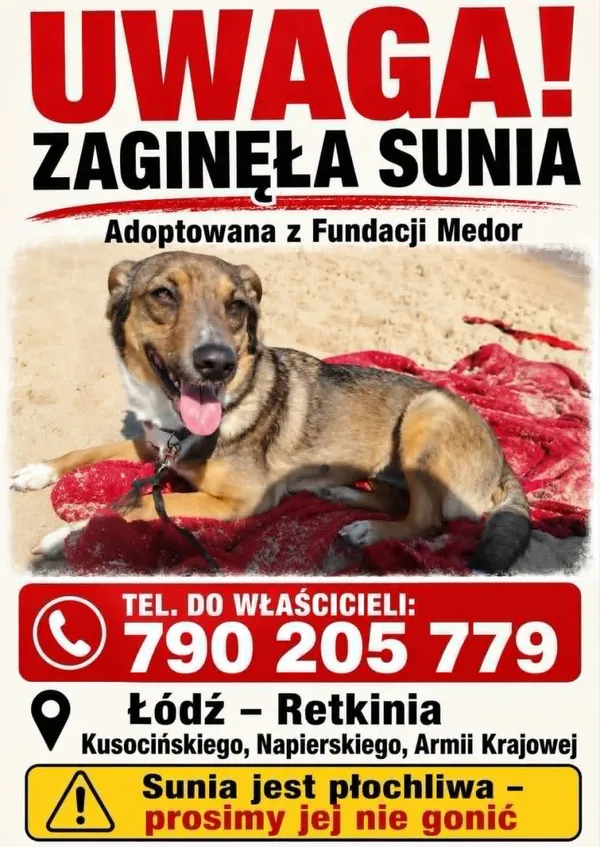 Zaginął pies, Łódź, 26 września 2026