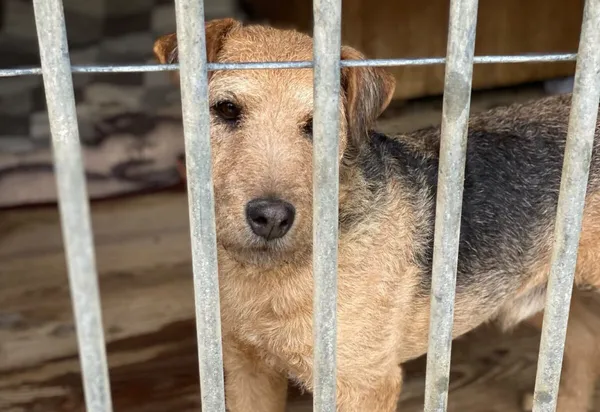 Pies do adopcji, Głowno, 26 września 2026 (1/2)