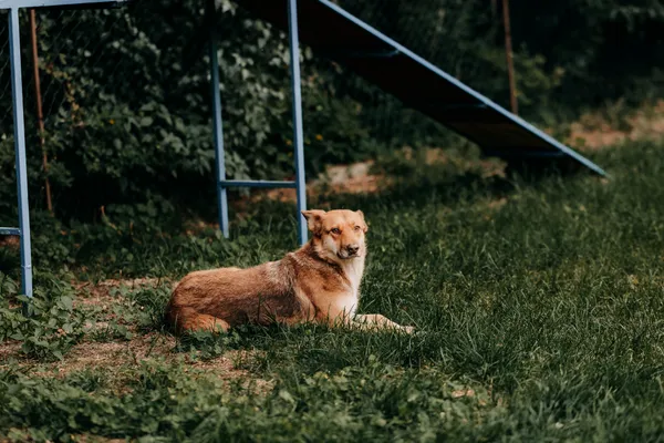 Pies do adopcji, Czartki, 25 września 2026 (1/5)