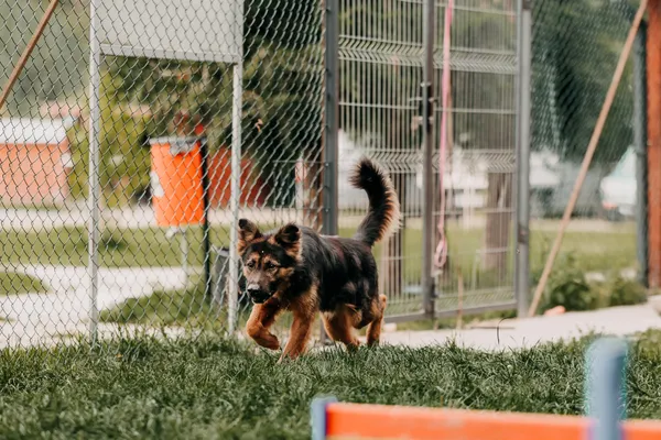Pies do adopcji, Czartki, 25 września 2026 (1/5)