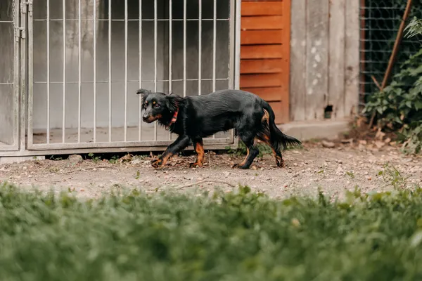 Pies do adopcji, Czartki, 25 września 2026 (3/5)