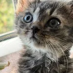 Kot do adopcji