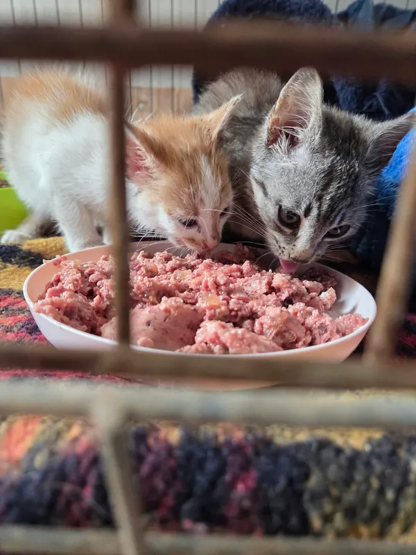 Kot do adopcji, Orzechowce, 25 września 2026 (1/4)
