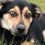 Pies do adopcji