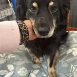 Pies do adopcji