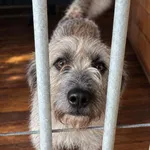 Pies do adopcji