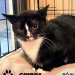 Kot do adopcji