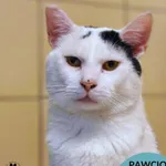 Kot do adopcji