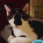 Kot do adopcji