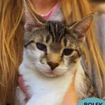 Kot do adopcji