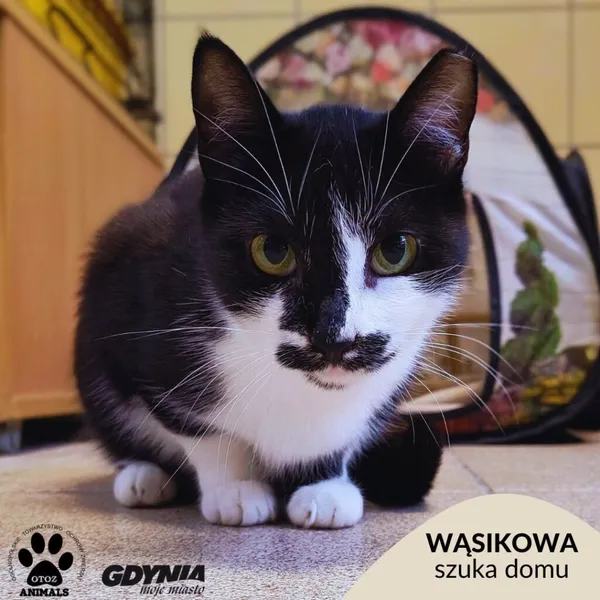 Kot do adopcji, Gdynia, 28 września 2026 (1/5)