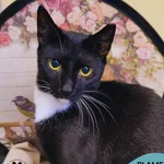 Kot do adopcji