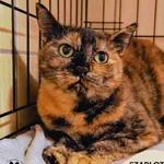 Kot do adopcji