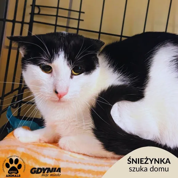 Kot do adopcji, Gdynia, 28 września 2026 (1/3)