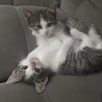 Kot do adopcji