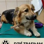 Znaleziono psa