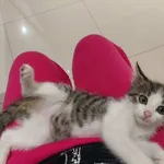 Kot do adopcji