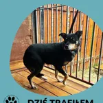 Znaleziono psa