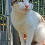 Kot do adopcji