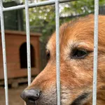 Pies do adopcji
