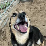 Pies do adopcji