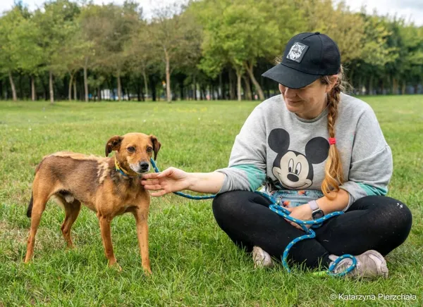 Pies do adopcji, Radom, 1 października 2026 (3/5)
