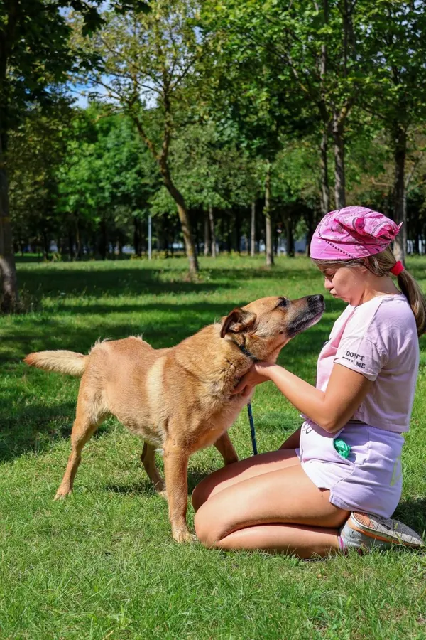 Pies do adopcji, Radom, 17 września 2026 (3/5)