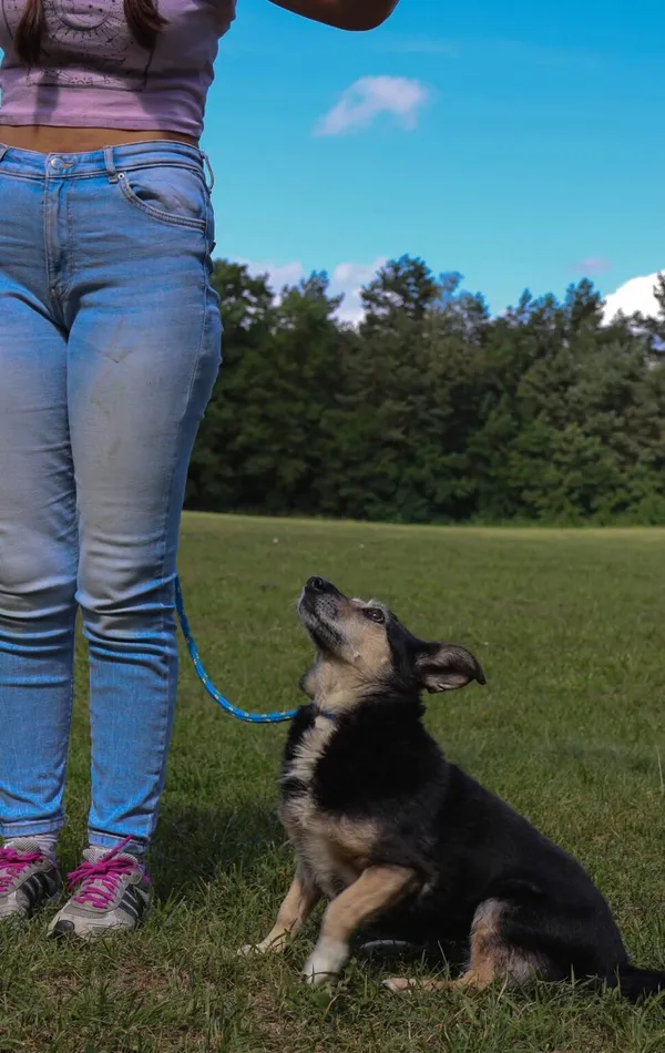 Pies do adopcji, Radom, 17 września 2026 (3/5)