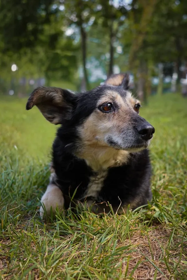 Pies do adopcji, Radom, 17 września 2026 (5/5)