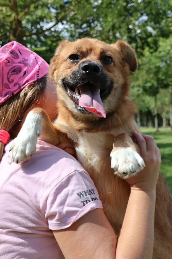 Pies do adopcji, Radom, 17 września 2026 (2/5)