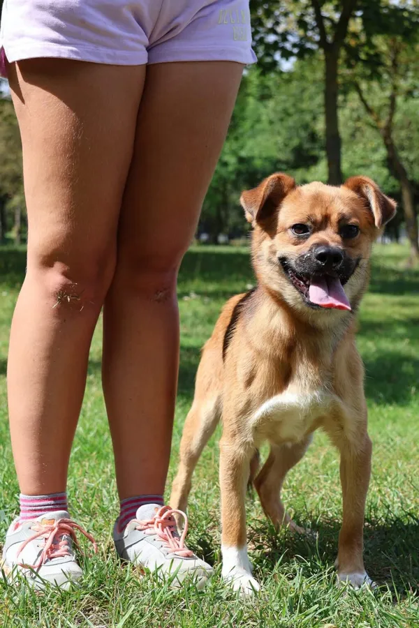 Pies do adopcji, Radom, 17 września 2026 (4/5)