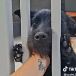 Pies do adopcji