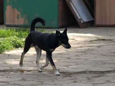 Pies do adopcji, Pabianice, 11 września 2026 (5/5)
