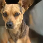 Pies do adopcji