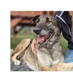 Pies do adopcji
