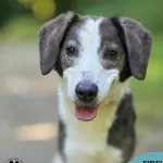 Pies do adopcji