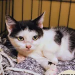 Kot do adopcji