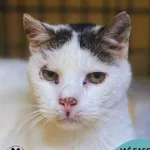 Kot do adopcji